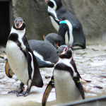 Jak bezpiecznie i skutecznie bawić się z pingwinem - poradnik dla rodziców i dzieci